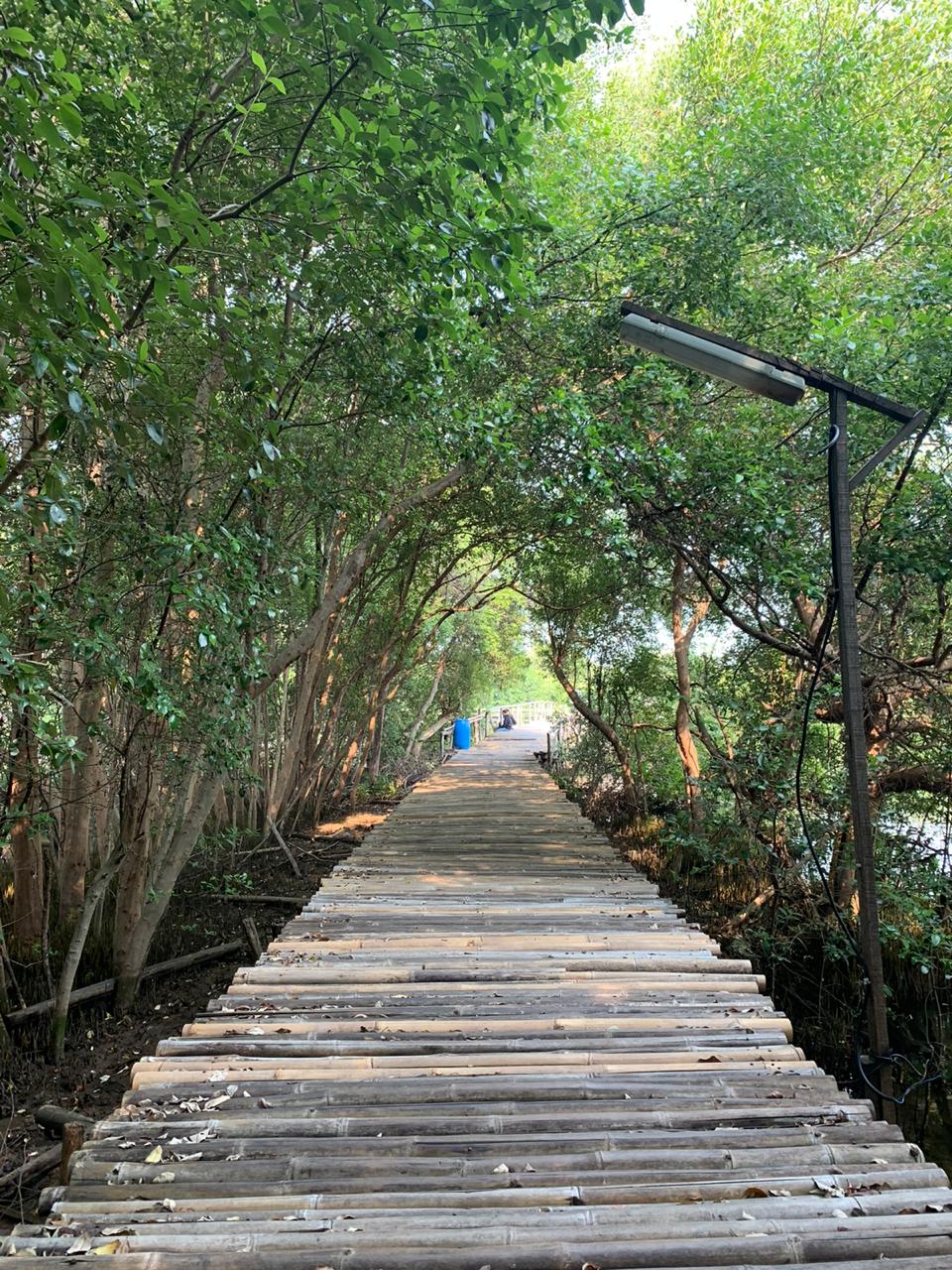 Eksplorasi Keindahan Kawasan Ekowisata Mangrove PIK, Jakarta Utara
