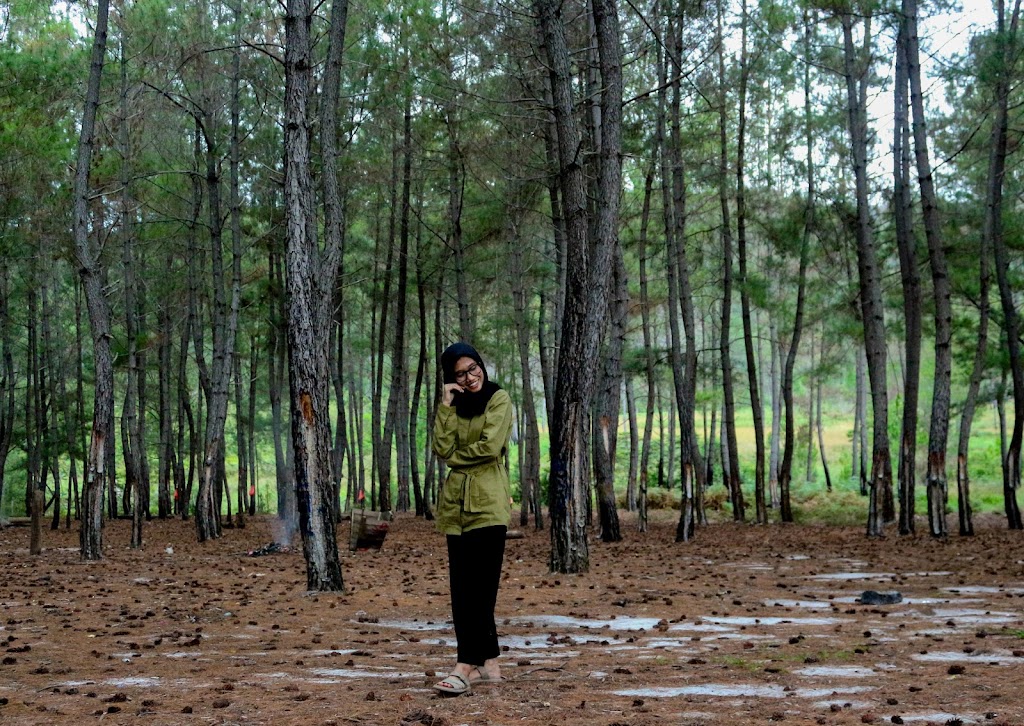 Menjelajah Hutan Pinus Napu: Pesona Alam Sulawesi Tengah