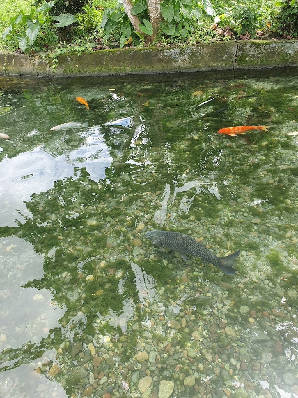 Mengungkap Misteri Belut Raksasa Morea di Maluku