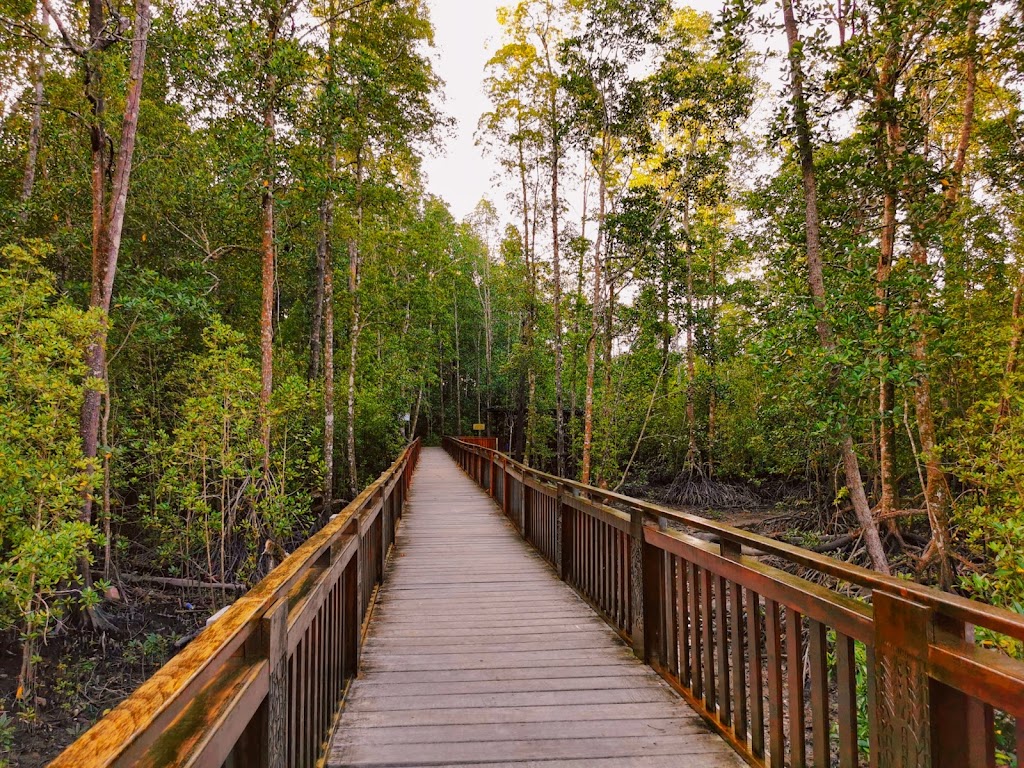 Ekowisata Hutan Mangrove Pomako: Pesona Alam Papua yang Menakjubkan