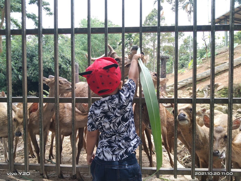 Jelajah Tahura Wan Abdul Rachman: Surga Tersembunyi di Lampung