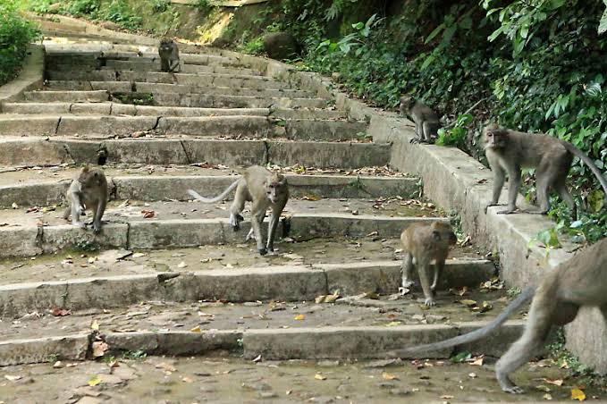 Wisata Kera Plangon: Petualangan Menarik di Cirebon