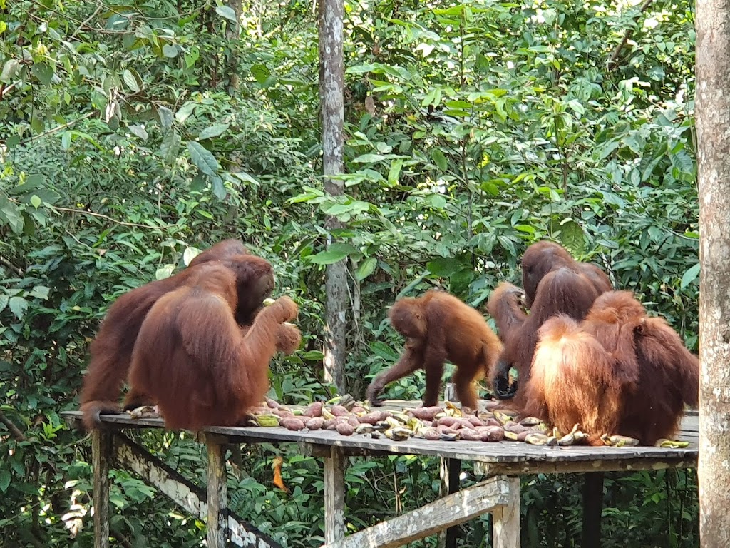 Jelajahi Taman Nasional Tanjung Puting: Surga Orangutan Kalimantan
