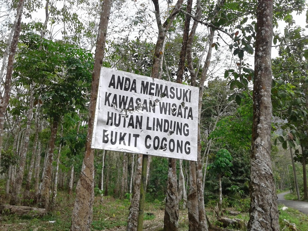 Jelajahi Taman Wisata Bukit Cogong: Pesona Alam Sumatera Selatan