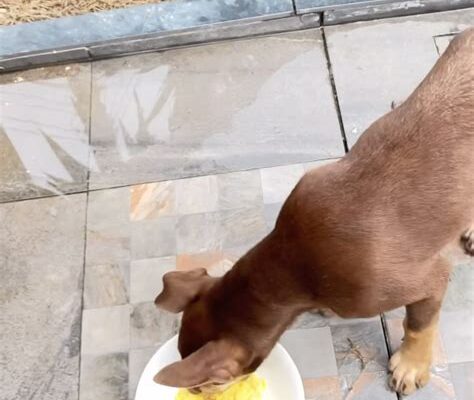 Rottie’s First Mango Taste: Hilarious Reaction Will Make Your Day!