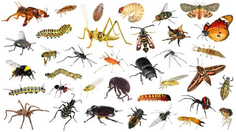 Creepy Crawlies?! Homeowner’s Water Heater Video Goes Viral!