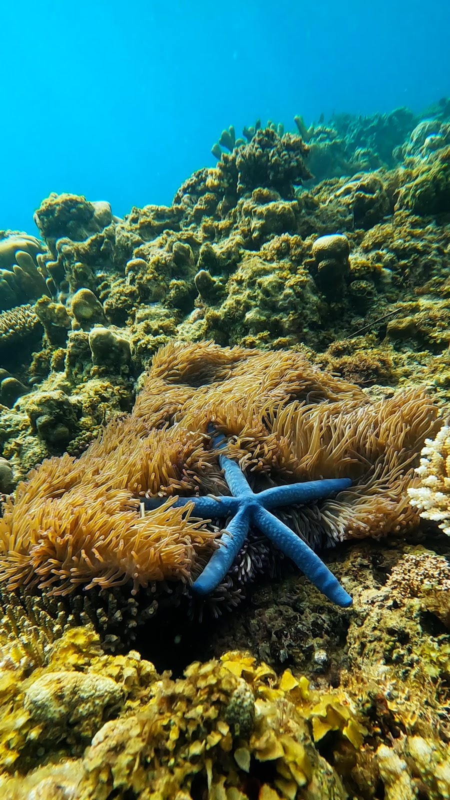 Pesona Pantai Oluhuta, Gorontalo: Surga Tersembunyi di Sulawesi