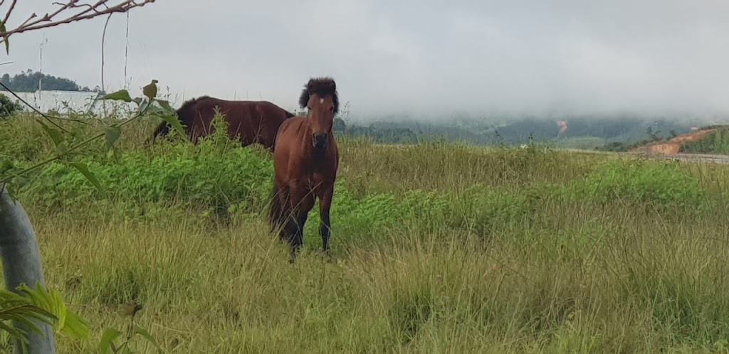Jelajahi Krayan: Surga Tersembunyi di Kalimantan Utara