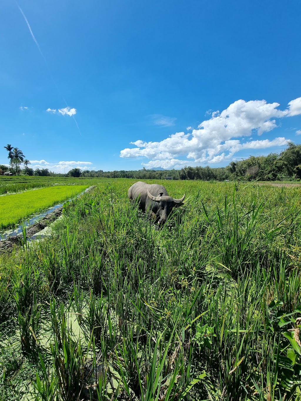 Jelajahi Pesona OGI, Bajawa, Ngada: Surga Tersembunyi di Nusa Tenggara Timur