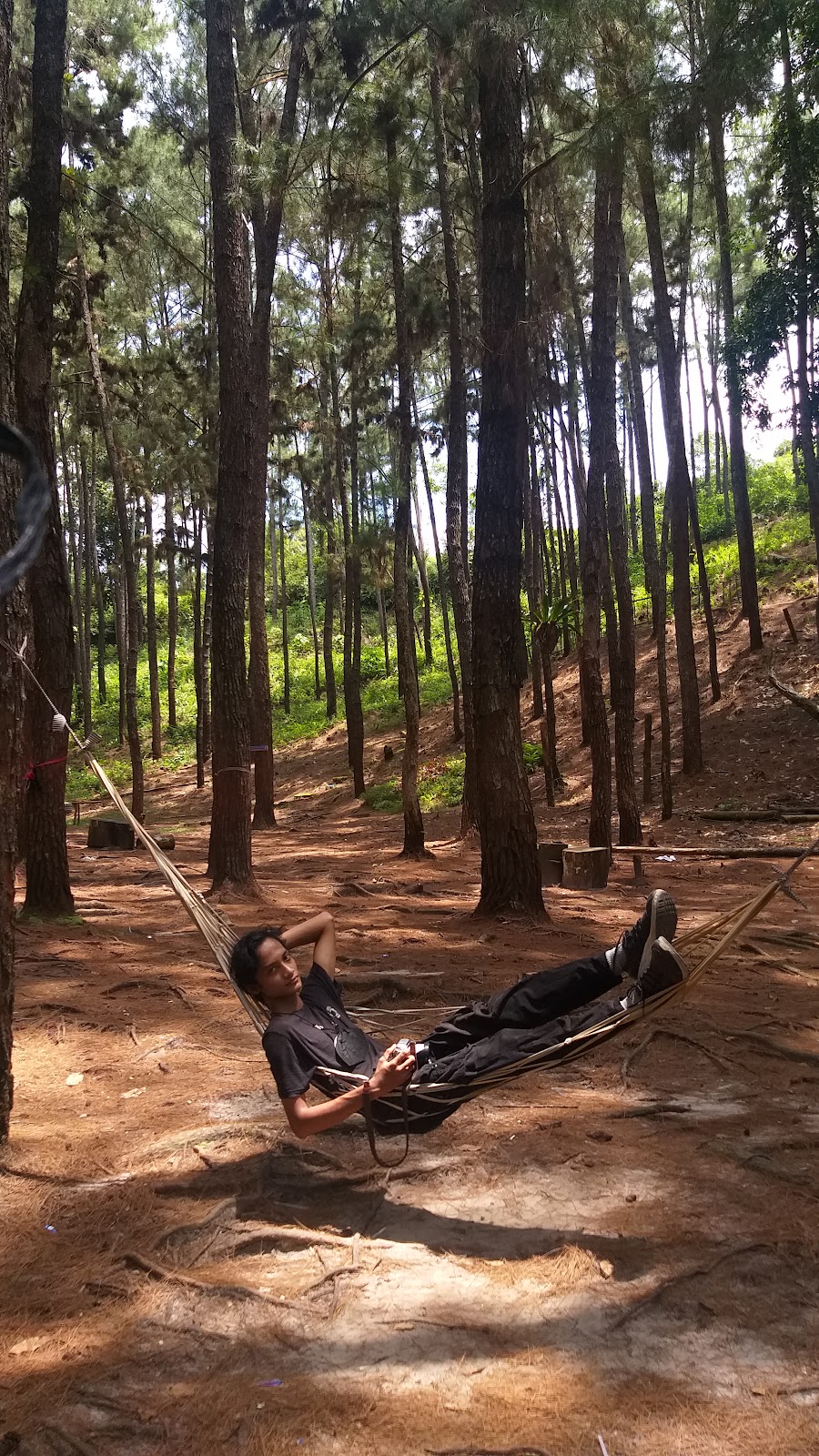 Sejuknya Hutan Pinus Cadika di Riau: Petualangan Menenangkan di Kabupaten Kampar