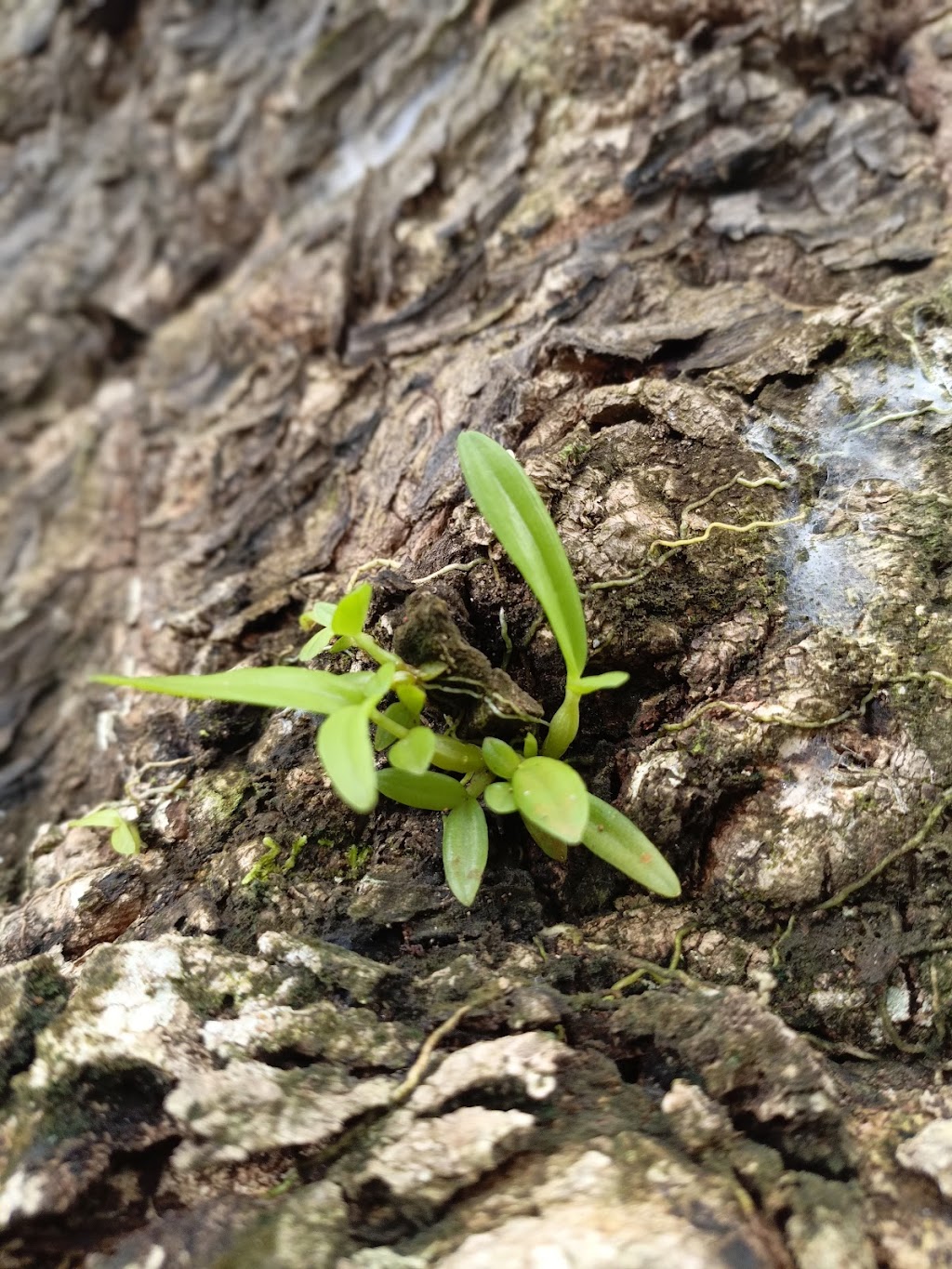 Pesona Danau Tebat Libok: Surga Tersembunyi di Sumatera Selatan
