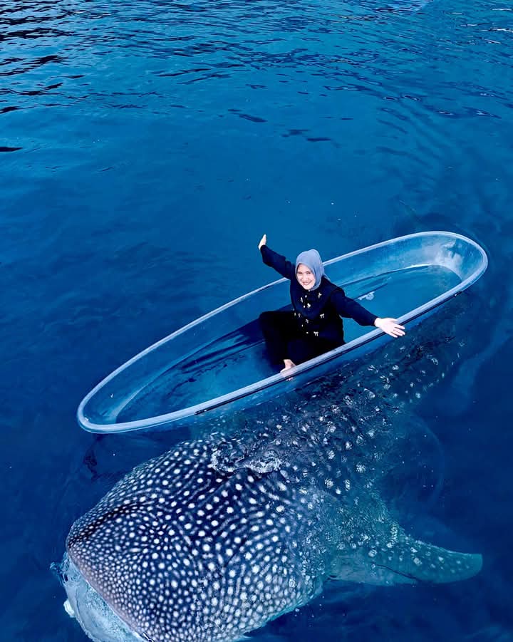 Bertemu Raksasa Laut: Petualangan Menakjubkan di Wisata Hiu Paus Botubarani, Gorontalo