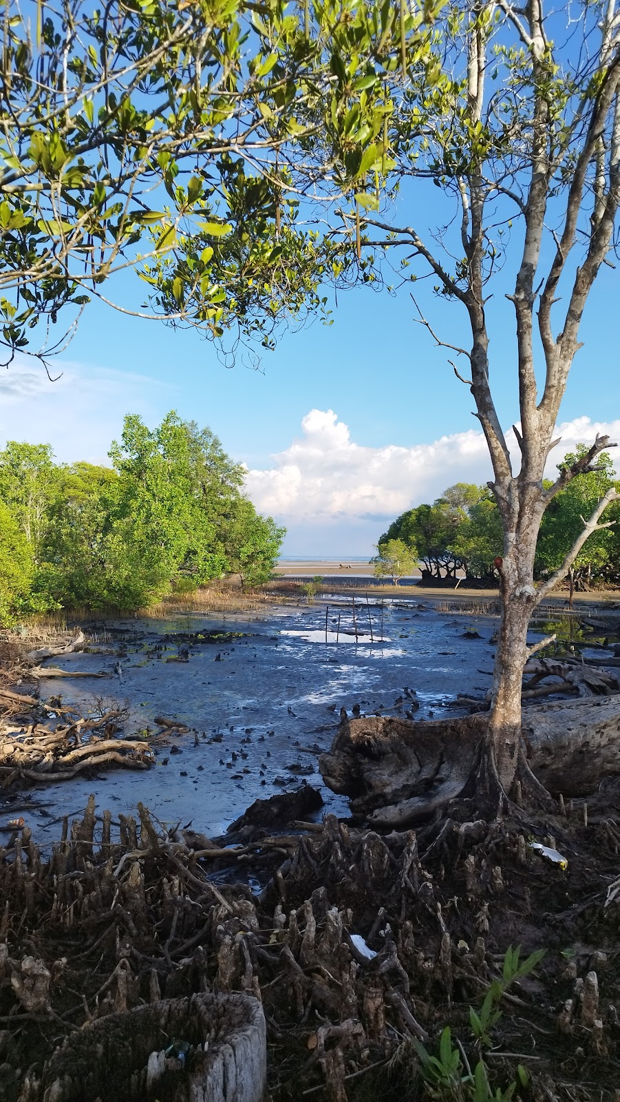 Pesona Pantai Teluk Lingga Sangatta: Surga Tersembunyi di Kalimantan Timur