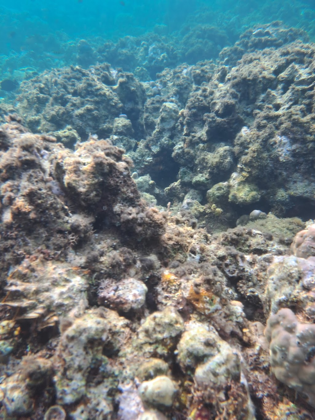 Pasik Gurapu Bae: Surga Tersembunyi untuk Diving di Morowali