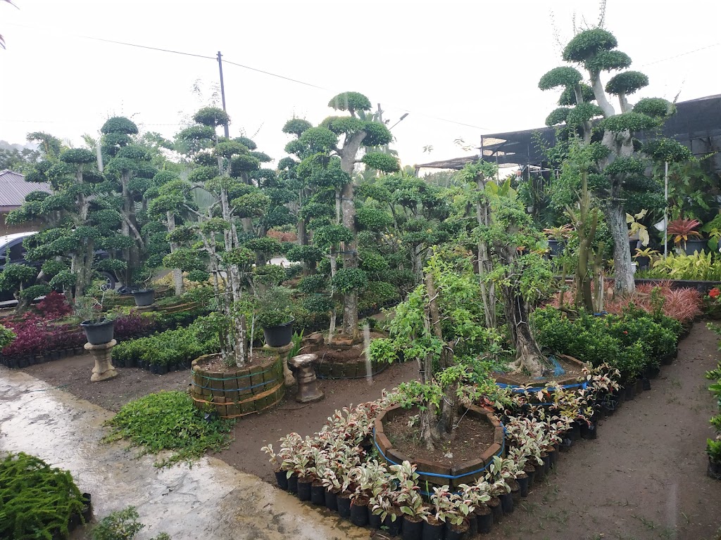 Keindahan Wisata Bunga di Deli Serdang, Sumatera Utara