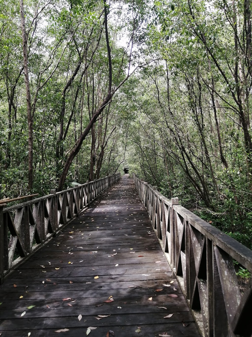 Ekowisata Mangrove Kampung Baru: Petualangan Hijau di Kalimantan Timur