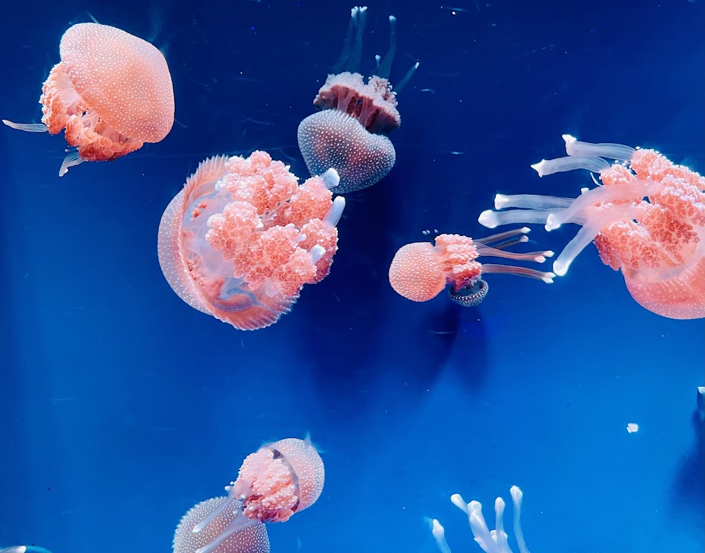 Jelajahi Dunia Bawah Laut di Jakarta Aquarium Safari!