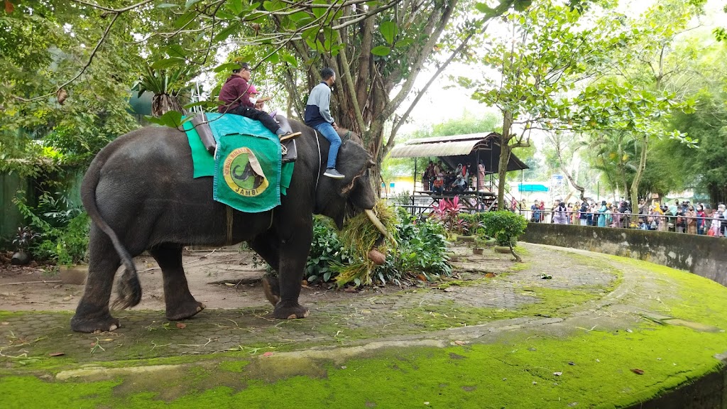 Jelajahi Taman Rimbo Zoo Area, Jambi: Petualangan di Hutan Kota